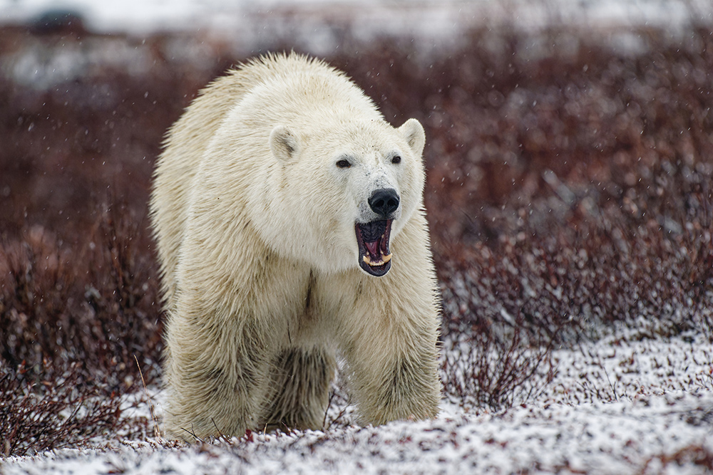 3rd Place - Polar Bear - Adam Wang - Churchill Wild 2022 Guest Photo Contest - Fall Dual Lodge Safari - Seal River Heritage Lodge - Nanuk Polar Bear Lodge
