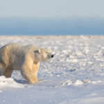 Honourable Mention - Christoph Jansen - Nanuk Polar Bear Lodge