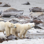 Honourable Mention - Tristan Adler - Polar Bear Photo Safari - Seal River Heritage Lodge
