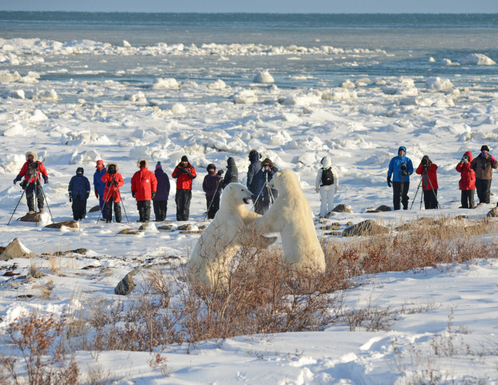 Polar bears sparring at Seal River Heritage Lodge. Bill Lyne photo.
