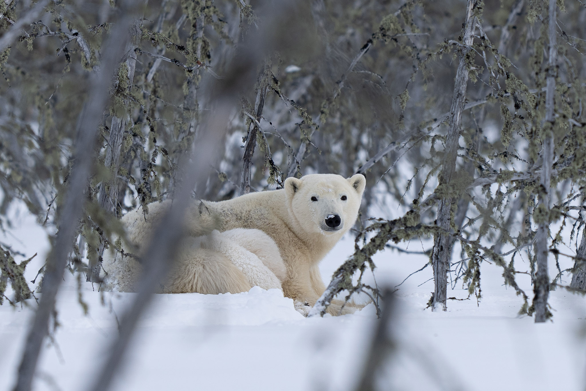 Mom and Cubs Emerge at Nanuk Polar Bear Lodge!