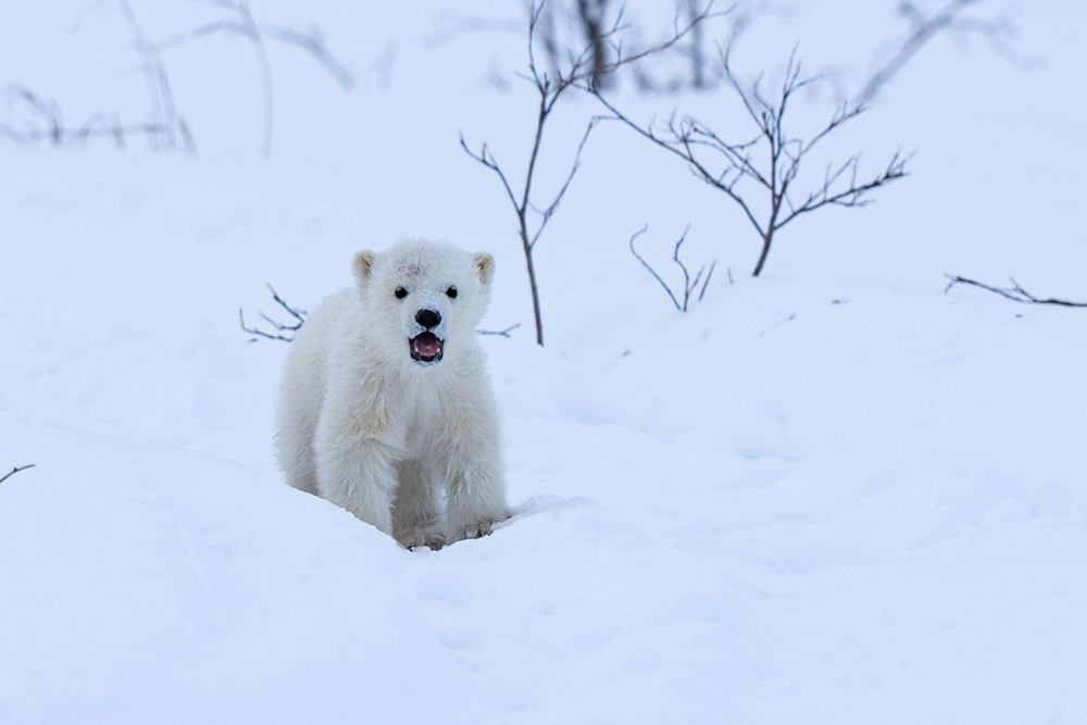 Hold on a second, I need to check these people out. (Fabienne Jansen / ArcticWild.Net photo) Polar bear cub getting a closer look at Nanuk Polar Bear Lodge.