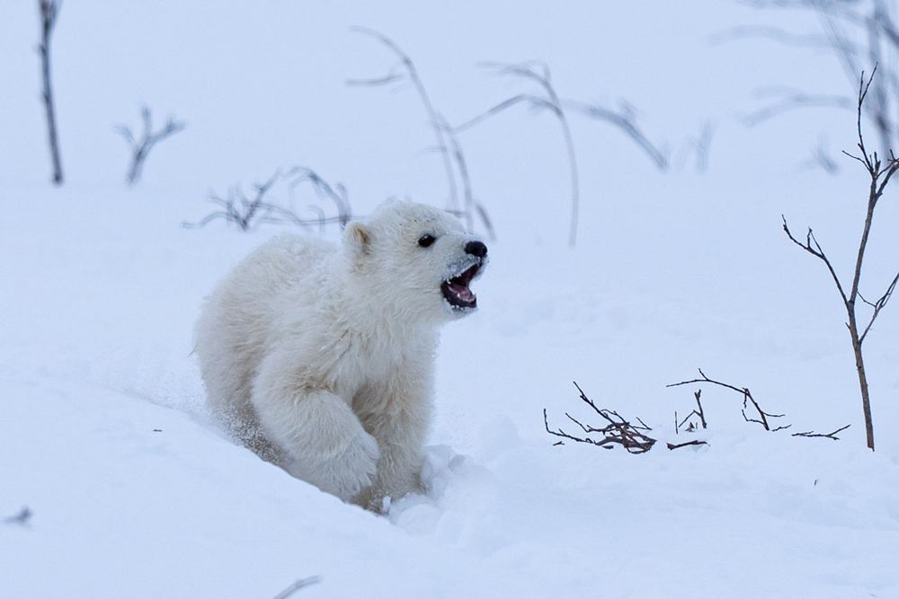 I think they're okay! (Fabienne Jansen / ArcticWild.Net photo) Confident polar bear cub on the move at Nanuk Polar Bear Lodge.