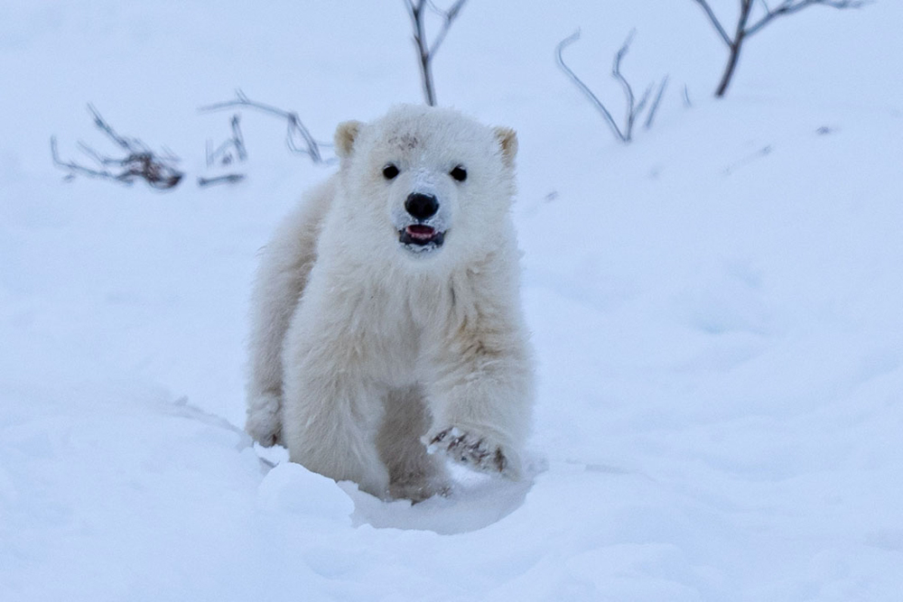 Welcome to Nanuk! (Fabienne Jansen / ArcticWild.Net photo) Polar bear cub welcomes guests at Nanuk Polar Bear Lodge.