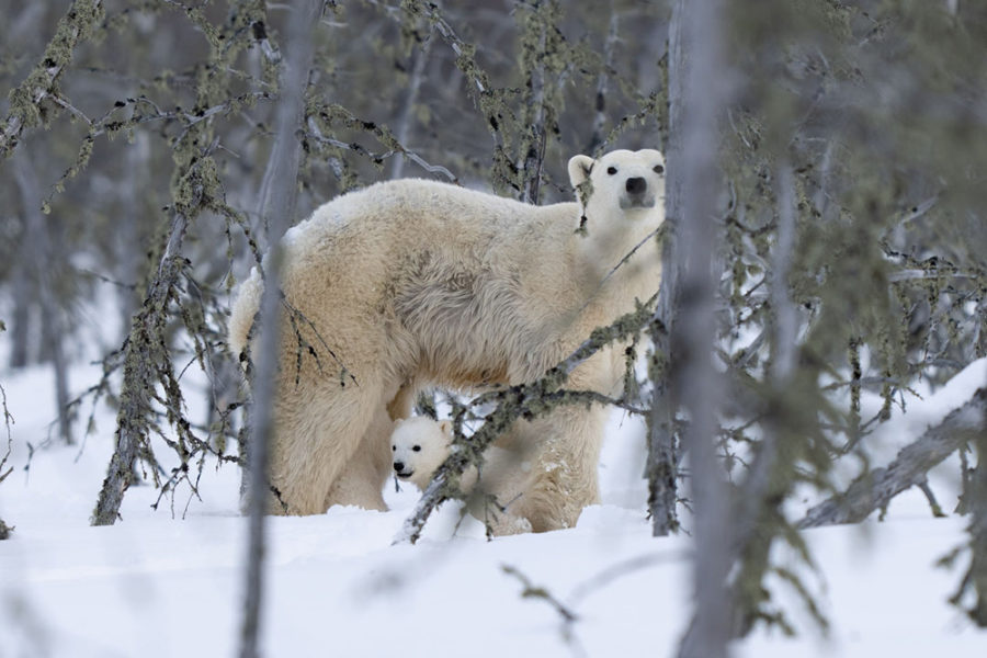 Mom and Cubs Emerge at Nanuk Polar Bear Lodge!