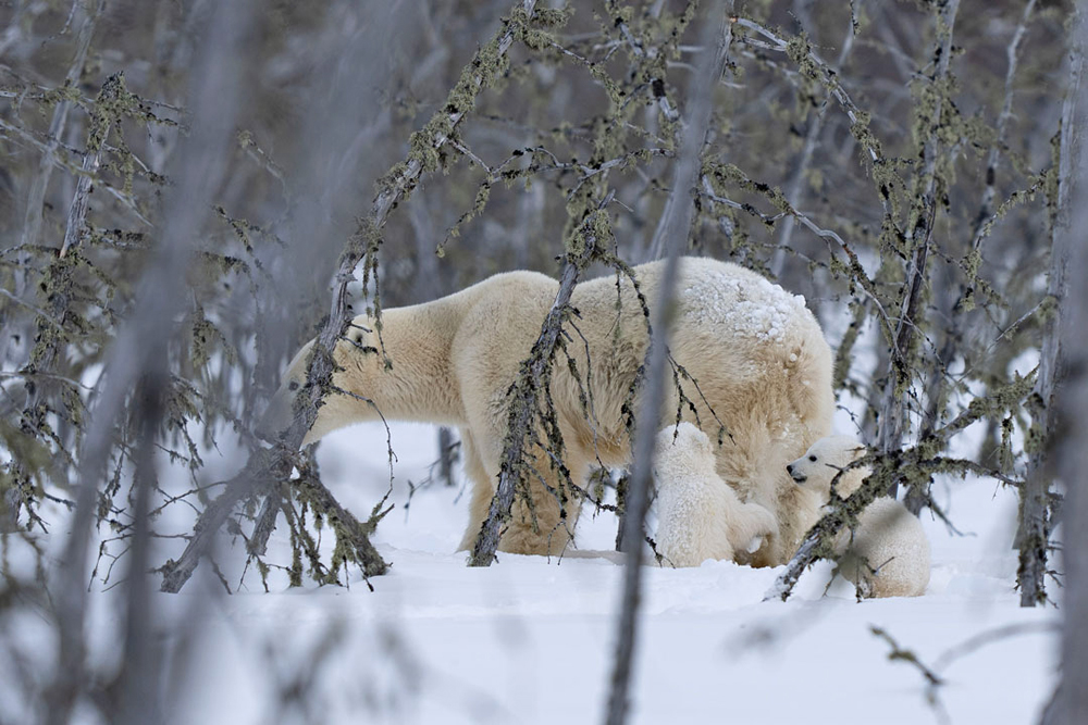 Cubs ready for action! (Fabienne Jansen / ArcticWild.Net photo) Polar Bear cubs ready for action at Nanuk Polar Bear Lodge.