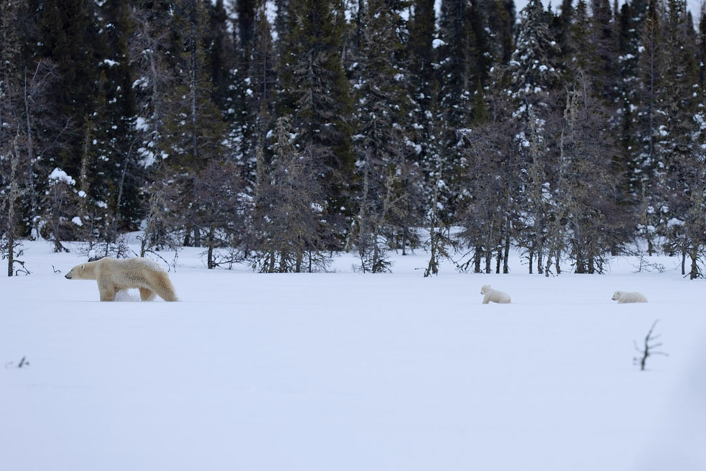 The journey to Hudson Bay continues . (Fabienne Jansen / ArcticWild.Net photo) Polar bear mom and cubs on their way to Hudson Bay at Nanuk Polar Bear Lodge.