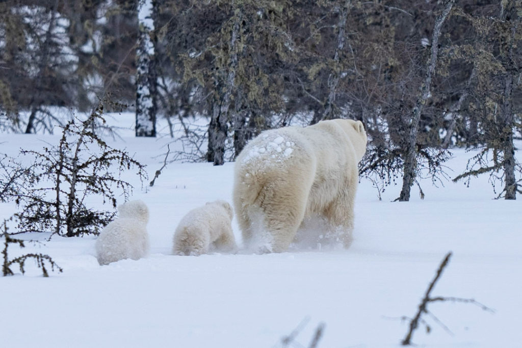 Mom and cubs head back into the forest at Nanuk Polar Bear Lodge. (Fabienne Jansen / ArcticWild.Net photo)