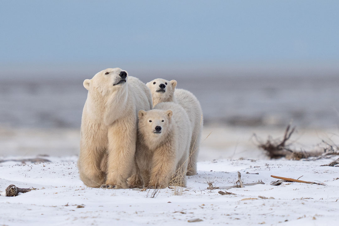 Polar bear family on the move at Nanuk Polar Bear Lodge. (Fabienne Jansen/ArcticWild.net photo)
