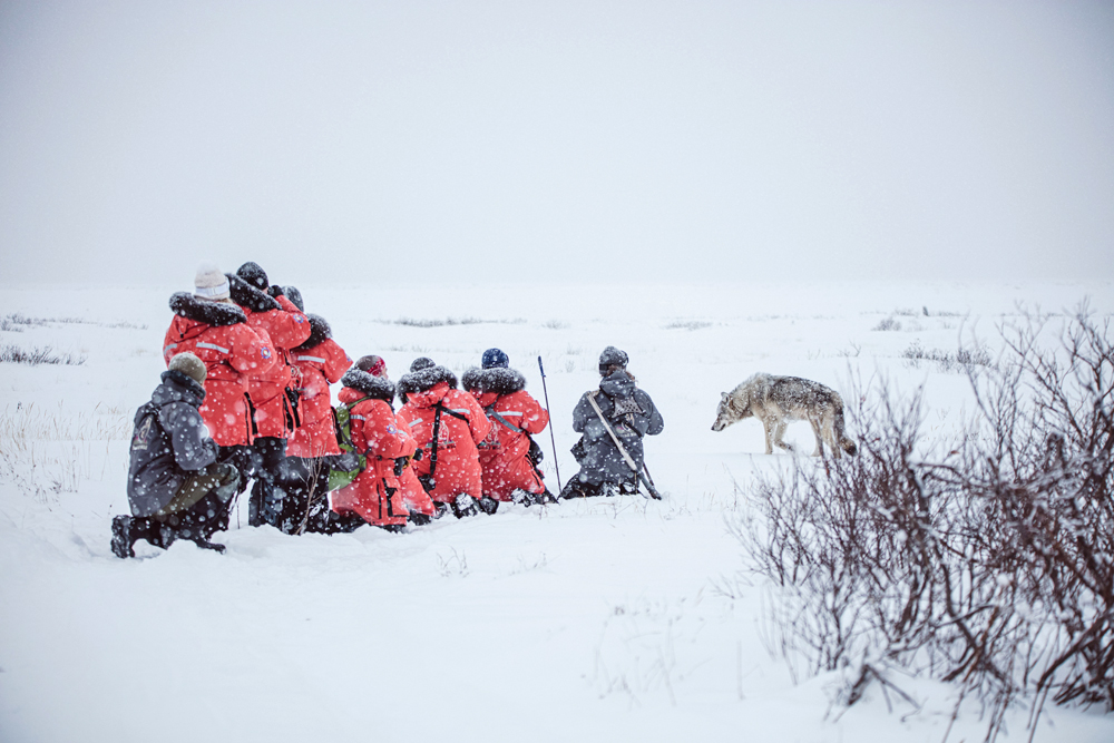 Wolf with guests at Nanuk Polar bear Lodge. Entrée Destinations photo.