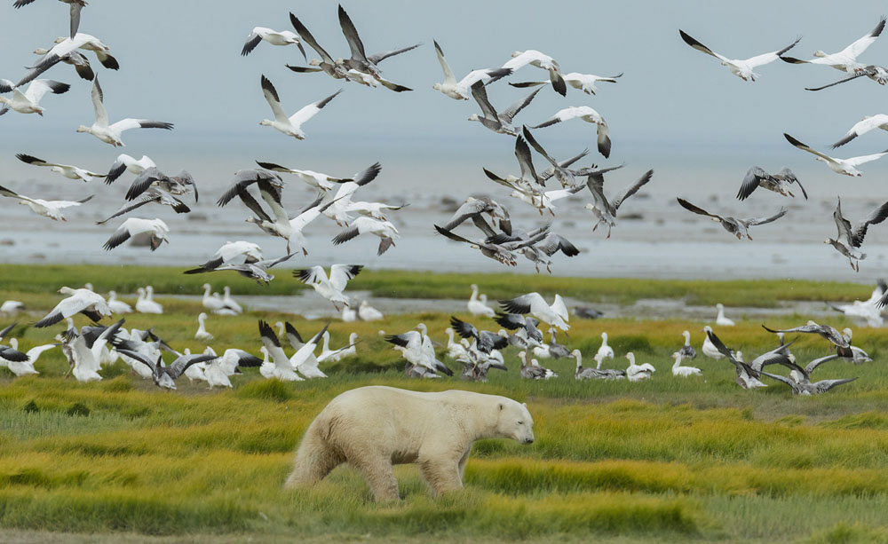 Polar bears like birds too! Hudson Bay Odyssey. Nanuk Polar Bear Lodge. Charles Glatzer photo.