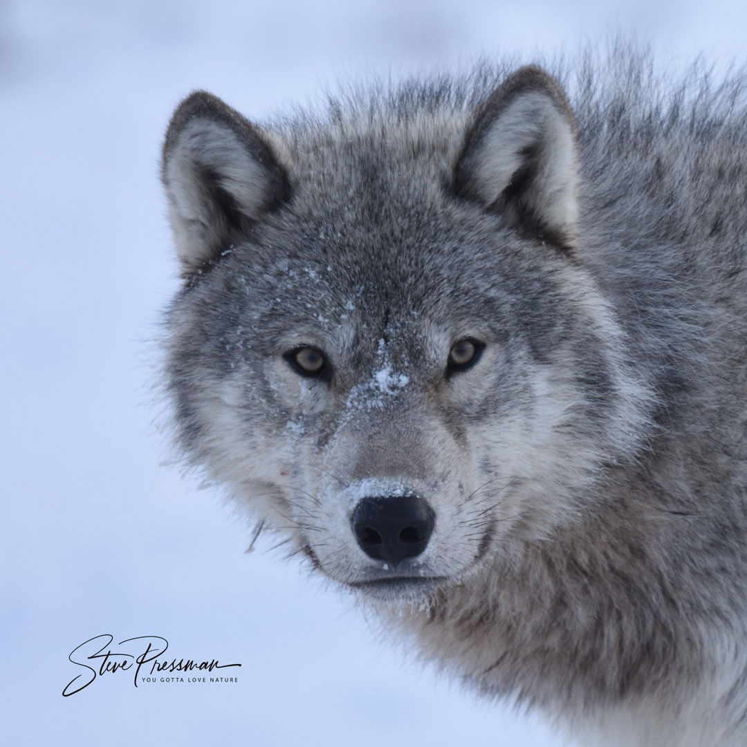 Wolf portrait. Nanuk Polar Bear Lodge. Steve Pressman photo.