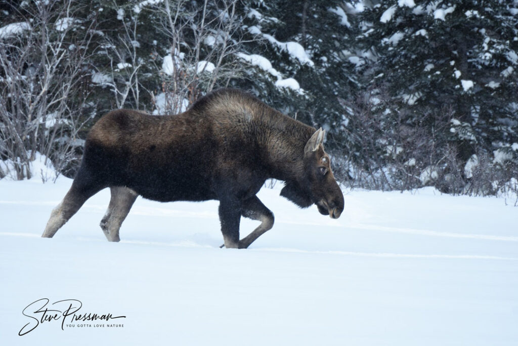 Moose at Nanuk. Steve Pressman photo.
