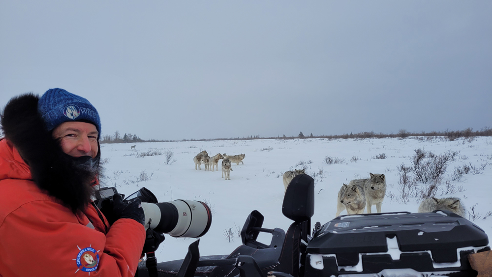 Guest Christoph Jansen of ArcticWild.net gets a front row seat to the wolf pack at Nanuk Polar Bear Lodge. Adam Reimer photo.