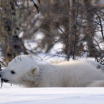 Curious polar bear cub bites a tree. Nanuk Polar Bear Lodge. Christoph Jansen photo.