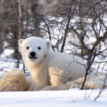 Polar bear cub looking at guests. Nanuk Polar Bear Lodge. Christoph Jansen photo.
