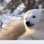 Polar bear cub model pose. Nanuk Polar Bear Lodge. Christoph Jansen photo.