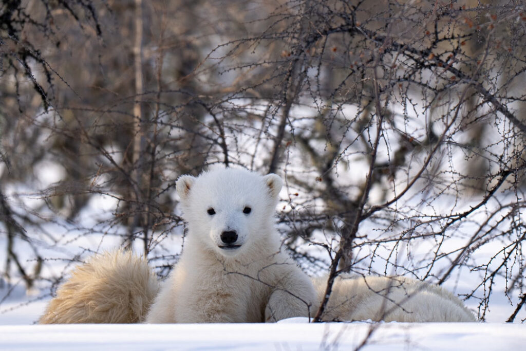 Future King. Polar bear cub at Nanuk Polar Bear Lodge on the Den Emergence Quest. Christoph Jansen photo.