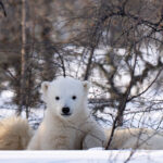 Polar bear cub. Future King. Nanuk Polar Bear Lodge. Christoph Jansen photo.
