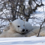 Polar bear cubs cuddling. Nanuk Polar Bear Lodge. Fabienne Jansen photo.