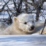 Polar bear cub hiding in woods. Nanuk Polar Bear Lodge. Fabienne Jansen photo.
