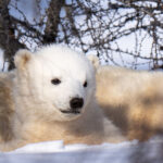 Polar bear cub in deep thought. Nanuk Polar Bear Lodge. Christoph Jansen photo.