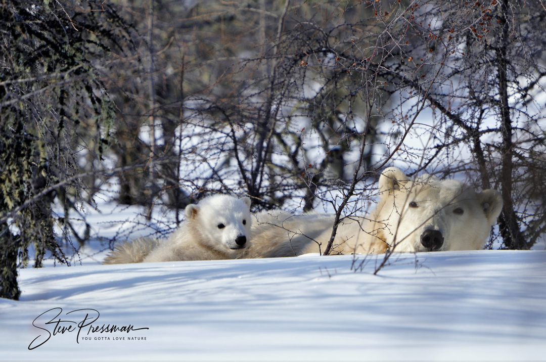 Mom and cubs in the boreal forest at Nanuk Polar Bear Lodge. Steve Pressman / YouGottaLoveNature.com photo.