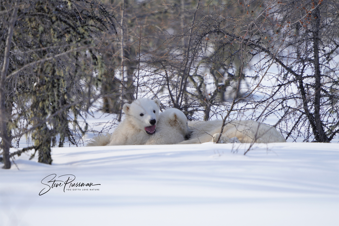 Polar bear cubs with mom. Nanuk Polar Bear Lodge. Steve Pressman photo.