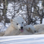 Cheeky polar bear cub. Nanuk Polar Bear Lodge. Fabienne Jansen photo.