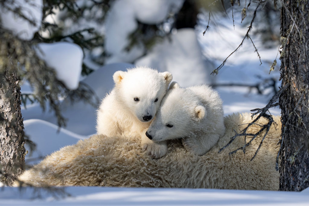 The cubs became more active every day. Fabienne Jansen / ArcticWild.net photo.