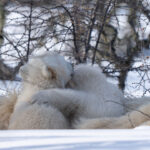 Polar bear cubs hugging. Nanuk Polar Bear Lodge. Fabienne Jansen photo.