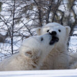 Polar bear cubs playing at Nanuk Polar Bear Lodge. Fabienne Jansen /Arctic Wild photo.