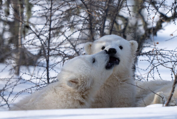 Polar bear cubs playing at Nanuk Polar Bear Lodge. Fabienne Jansen /Arctic Wild photo.