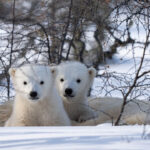 Curious polar bear cubs. Nanuk Polar Bear Lodge. Fabienne Jansen / ArcticWild.net photo.