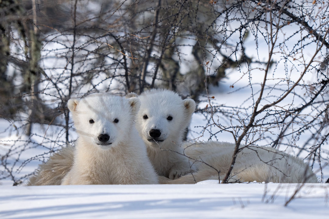 Curious polar bear cubs. Nanuk Polar Bear Lodge. Fabienne Jansen photo.