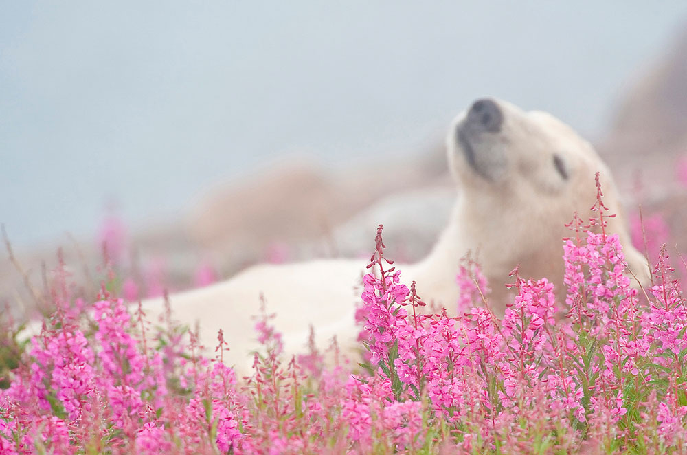 Polar bear relaxing in fireweed. Seal River Heritage Lodge. Dennis Fast photo.