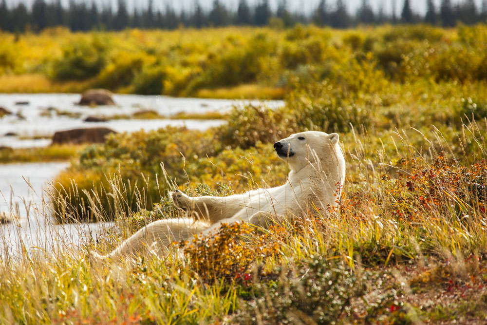 Polar bear lounging by the river. Nanuk Polar Bear Lodge. Andre Erlich photo.