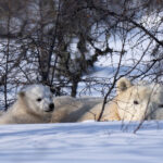 Polar bear cub with Mom. Nanuk Polar Bear Lodge. Christoph Jansen photo.