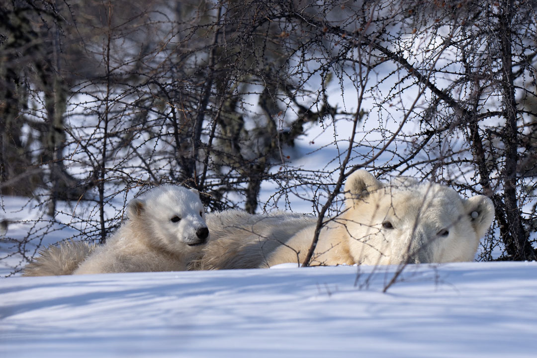 Polar bear cub with Mom. Nanuk Polar Bear Lodge. Christoph Jansen photo.