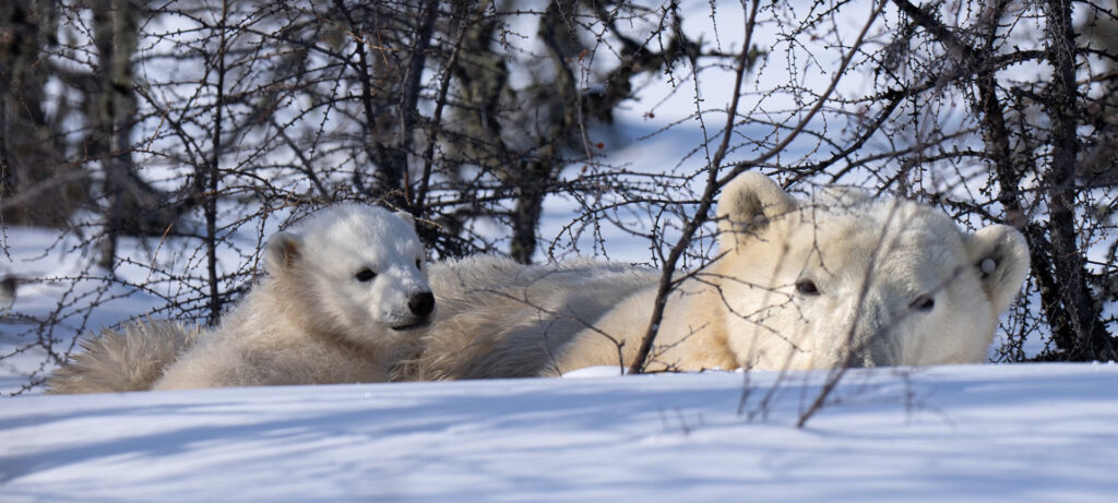 Polar bear cub with mom. Nanuk Polar Bear Lodge. Steve Pressman photo.