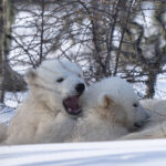 Polar bear cub play bites. Nanuk Polar Bear Lodge. Fabienne Jansen photo.
