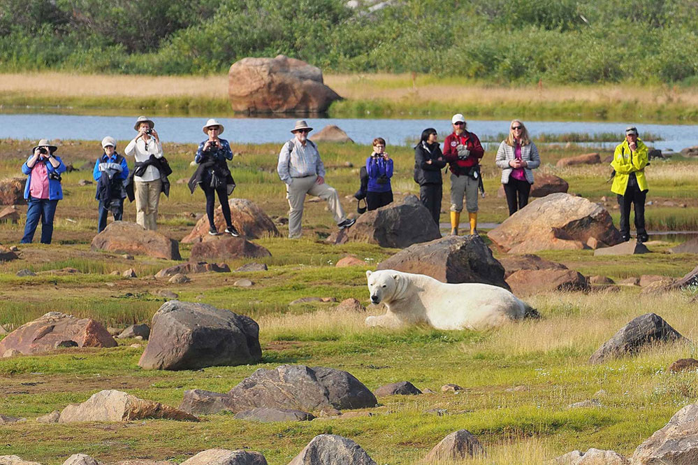 Guests observing polar bear at ground level. Seal River Heritage Lodge. Quent Plett photo.