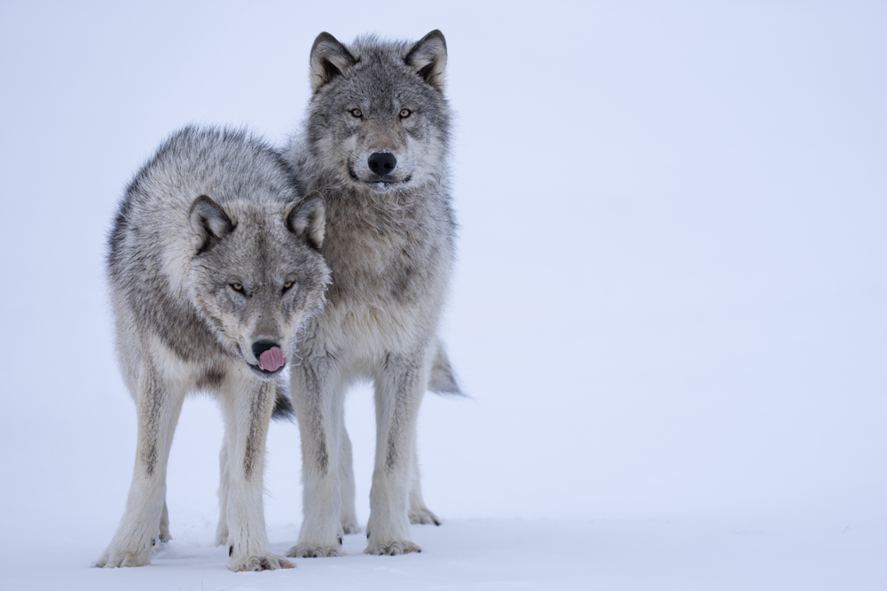 Standoff with wolves at at Nanuk Polar Bear Lodge. Boomer Jerritt photo.