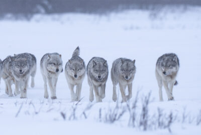 Polar Bear Blog | Churchill Wild Polar Bear Tours