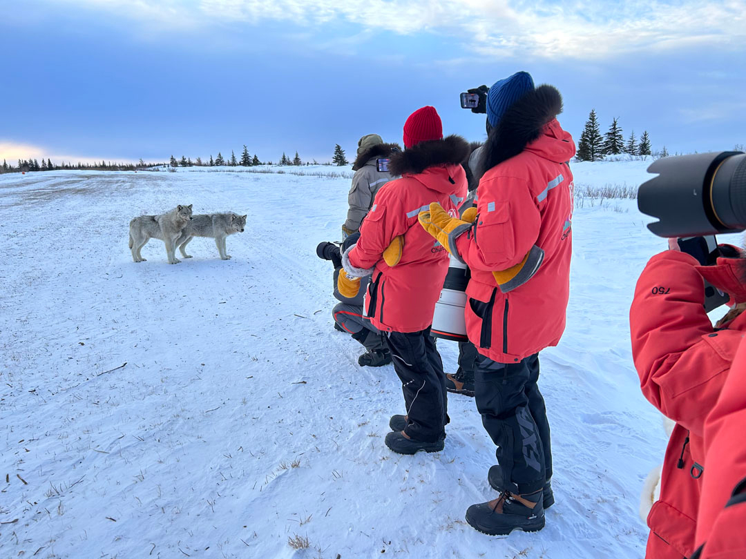 Wolf meeting on the runway. Nanuk Polar Bear Lodge. Steve Pressman photo.