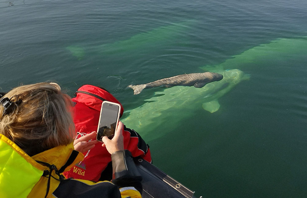 Magical moment with a beluga whale calf. Boomer Jerritt photo.