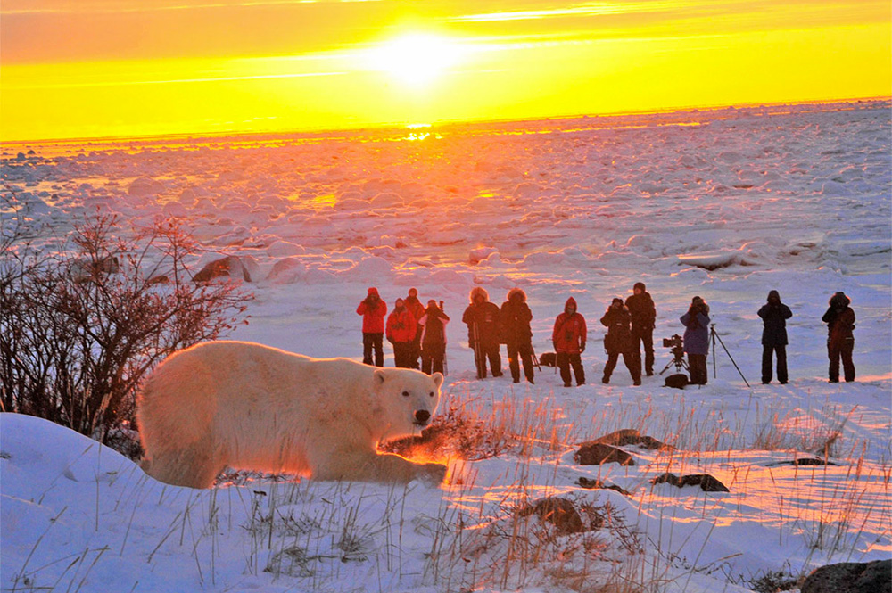 Polar bear at sunset. Seal River Heritage Lodge. Churchill Wild Polar Bear Tours and Safaris.
