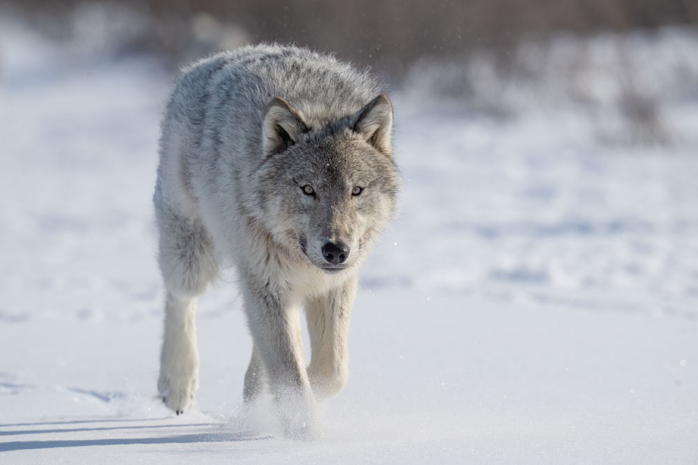 Wolf on the move. Nanuk Polar Bear Lodge. Meline Ellwanger photo.