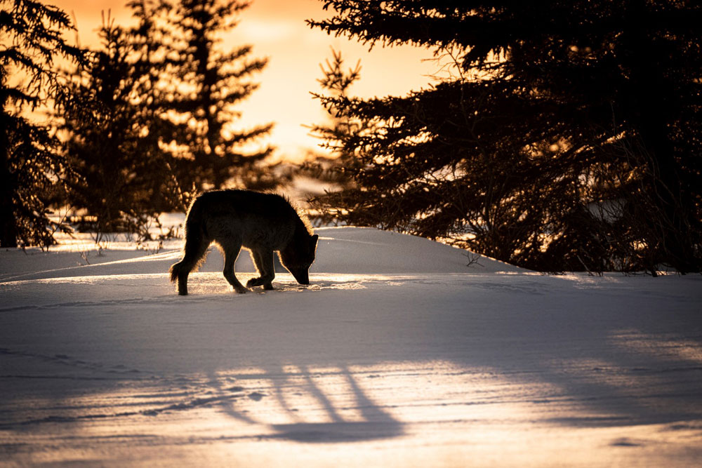 Wolf at sunset. Nanuk Polar Bear Lodge.