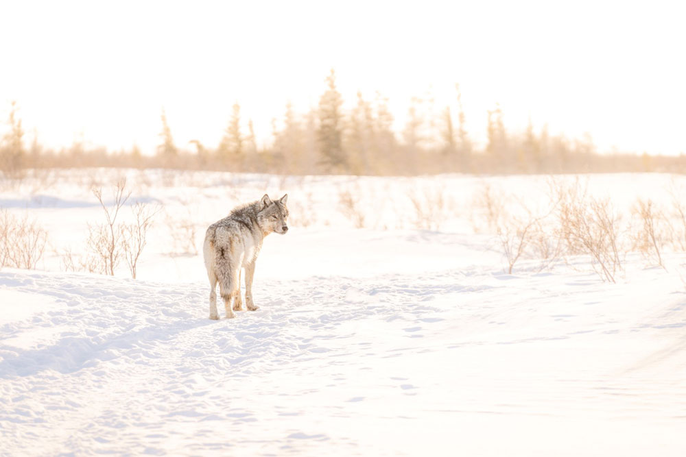 Wolf in soft light. Nanuk Polar Bear Lodge. Jad Davenport photo.
